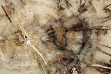 Colorful, Petrified Wood (Araucaria) Round - Madagascar #304813-1